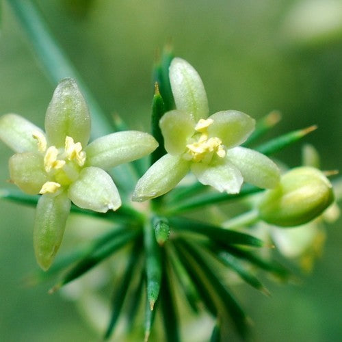 Asperge, Wilde