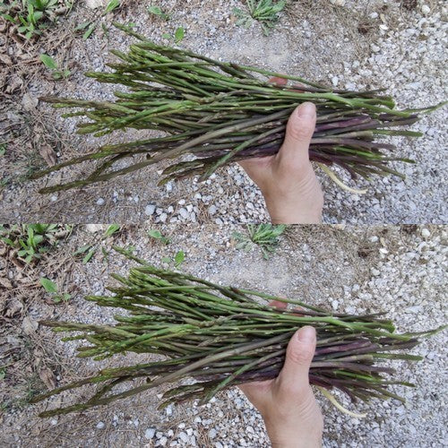 Asperge, Wilde