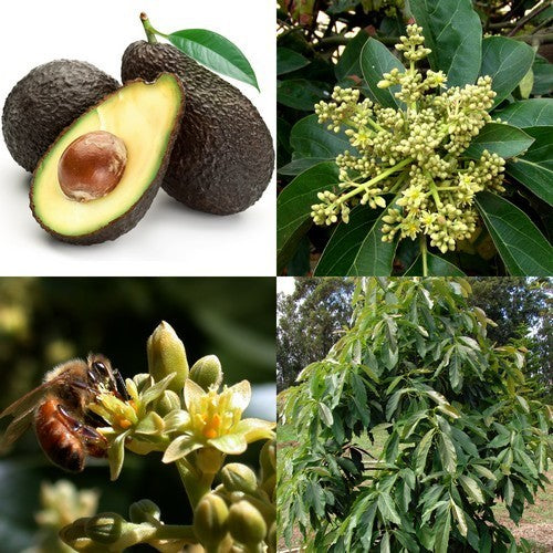 Avocado