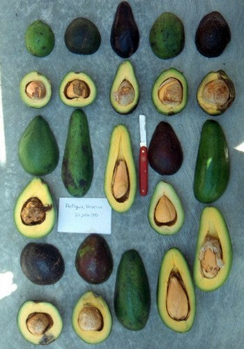 Avocado