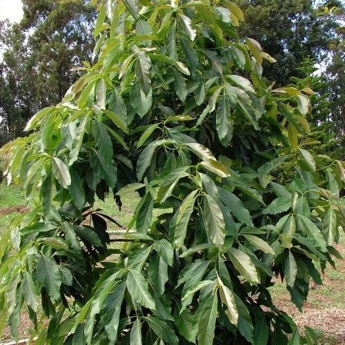 Avocado