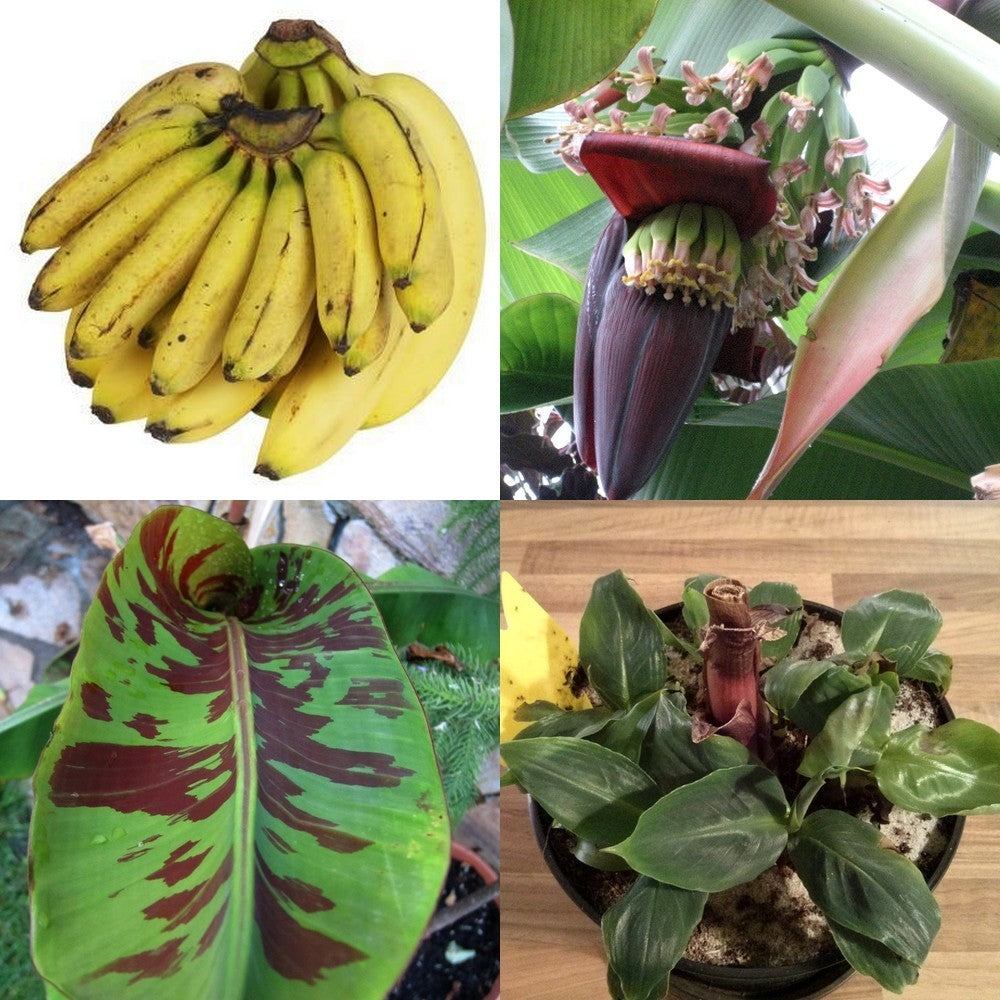 Banaan, Dwerg 'Dwarf Cavendish'