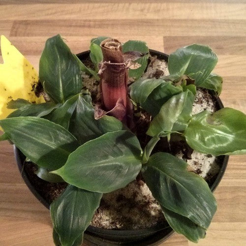 Banaan, Dwerg 'Dwarf Cavendish'