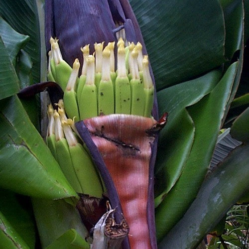 Banaan, Dwerg 'Dwarf Cavendish'