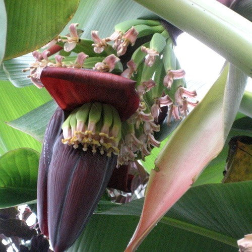 Banaan, Dwerg 'Dwarf Cavendish'