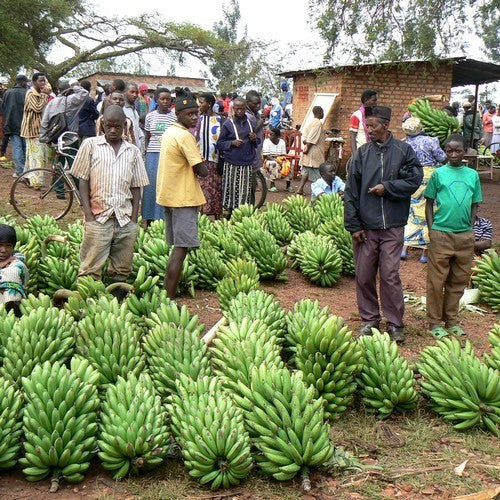 Banaan, Dwerg 'Dwarf Cavendish'