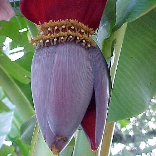 Banaan, Dwerg 'Dwarf Cavendish'