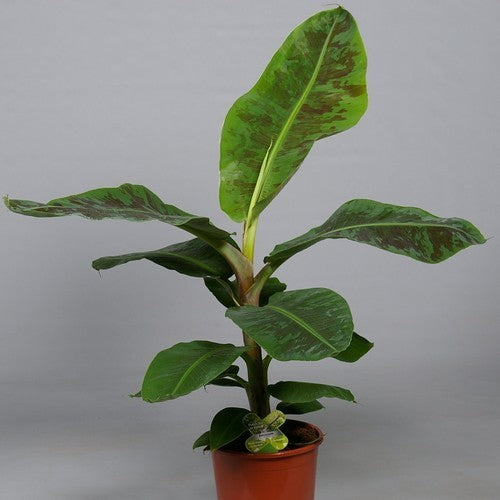 Banaan, Dwerg 'Dwarf Cavendish'
