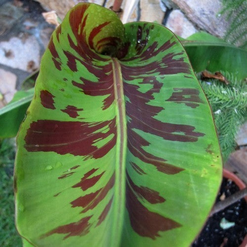 Banaan, Dwerg 'Dwarf Cavendish'