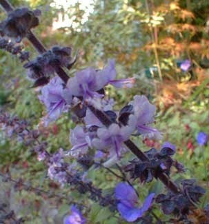Bergbasilicum, Blauwe 'Magic Mountain'