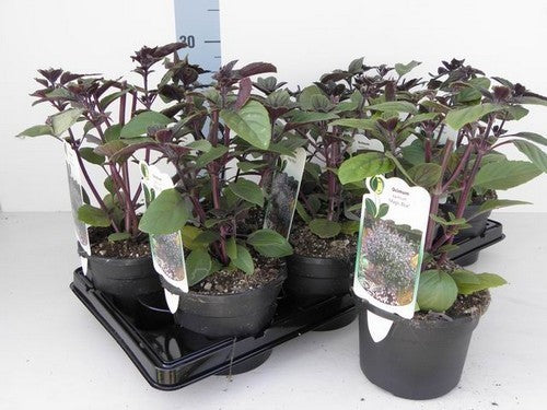 Bergbasilicum, Blauwe 'Magic Mountain'