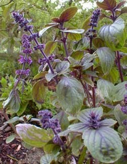 Bergbasilicum, Blauwe 'Magic Mountain'