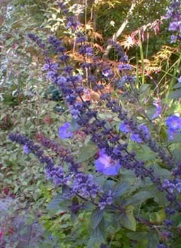 Bergbasilicum, Blauwe 'Magic Mountain'