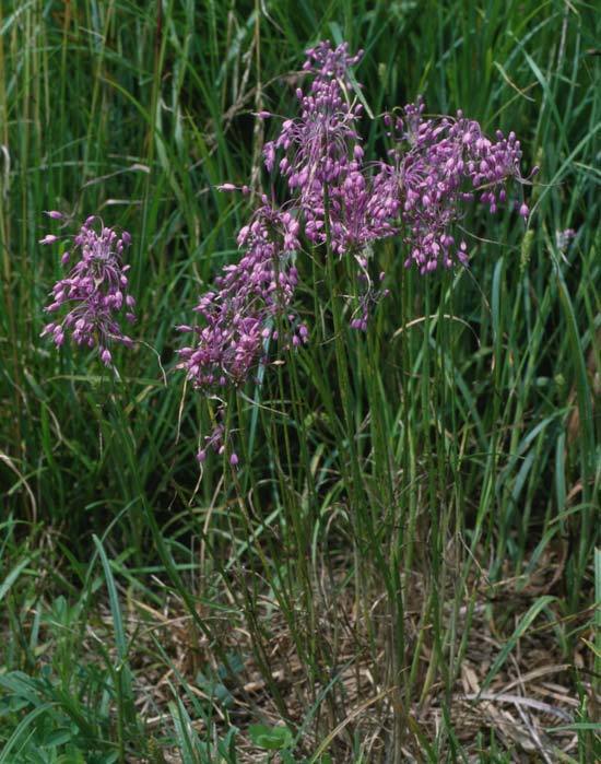 Berglook, Wilde