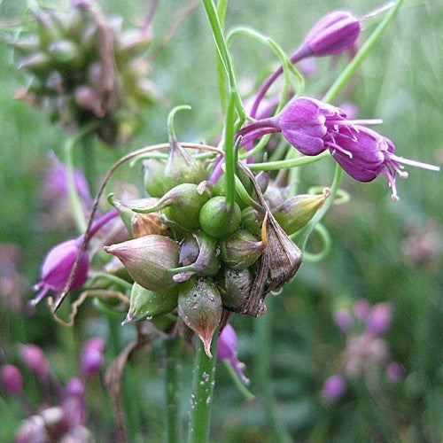 Berglook, Wilde