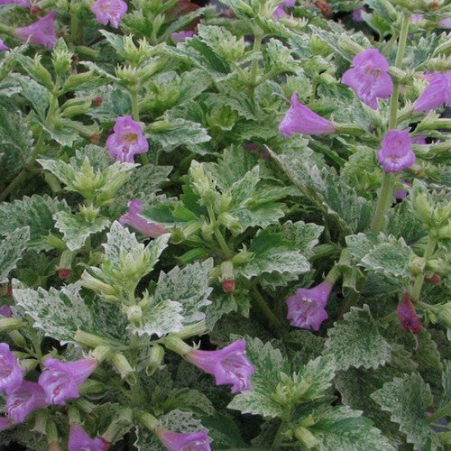 BergsteenTijm, Bonte 'Variegata'
