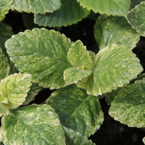 BergsteenTijm, Bonte 'Variegata'