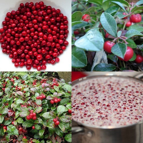 Wintergreen