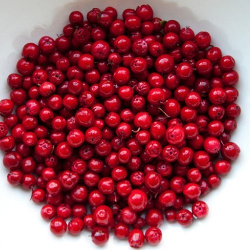 Wintergreen