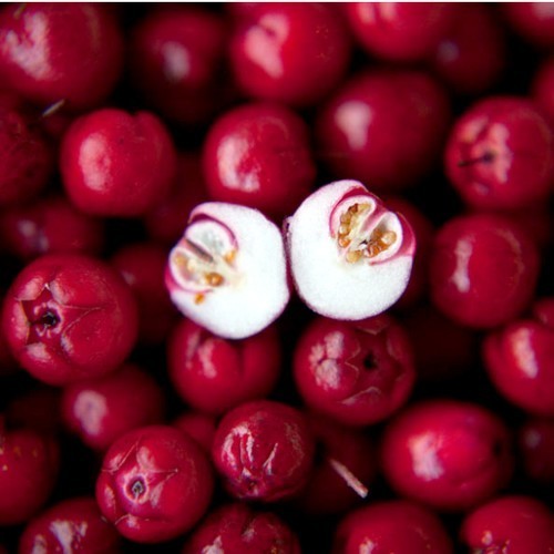 Wintergreen