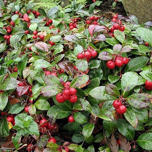 Wintergreen