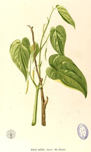 Betel