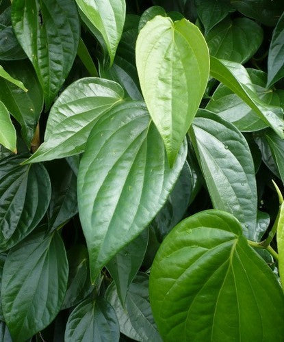 Betel