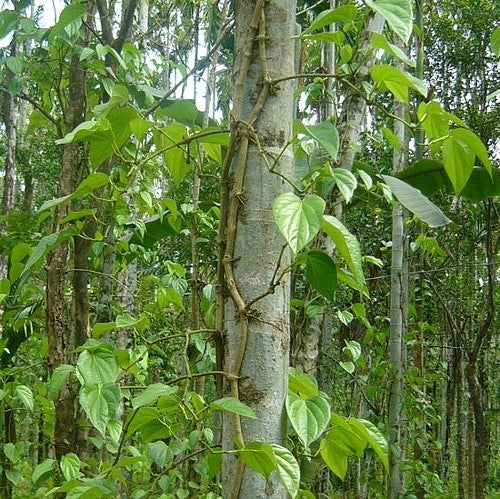 Betel