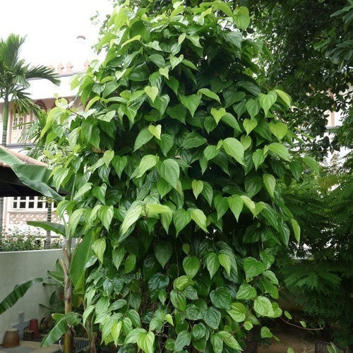 Betel