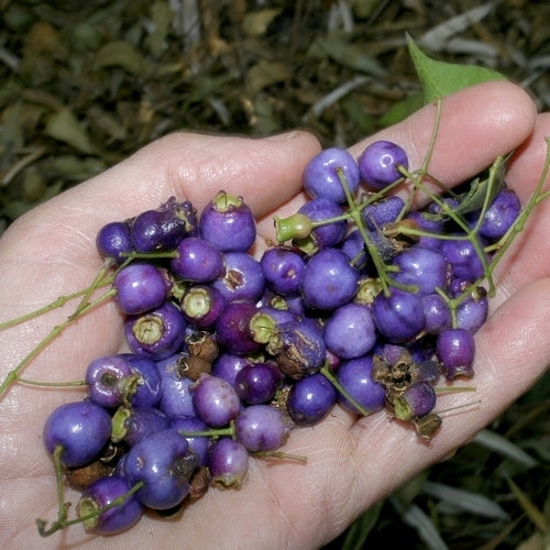 Blauwe Lilly Pilly