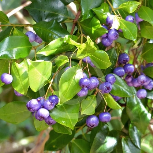 Blauwe Lilly Pilly