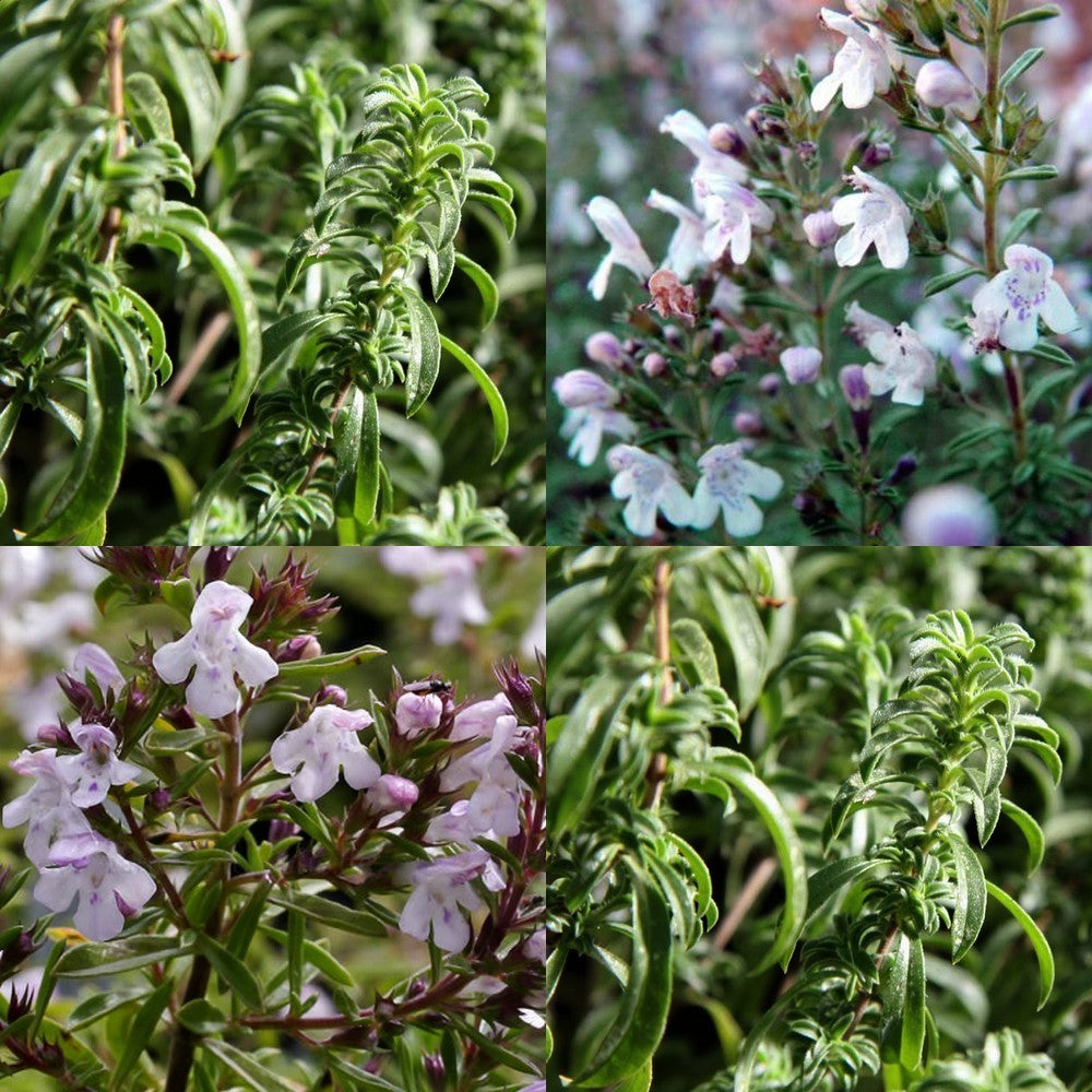 Savory, Mountain 'Citriodora'