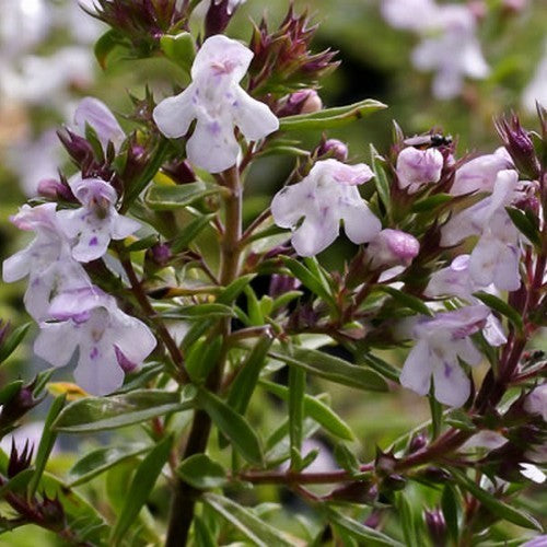 Savory, Mountain 'Citriodora'