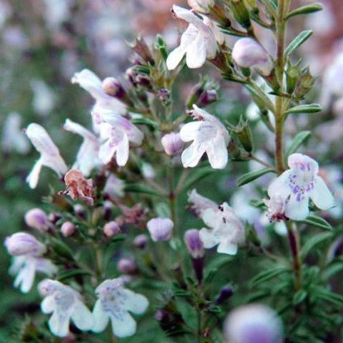 Savory, Mountain 'Citriodora'