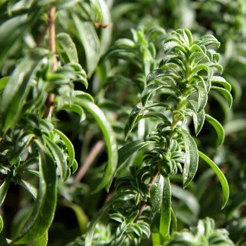 Savory, Mountain 'Citriodora'
