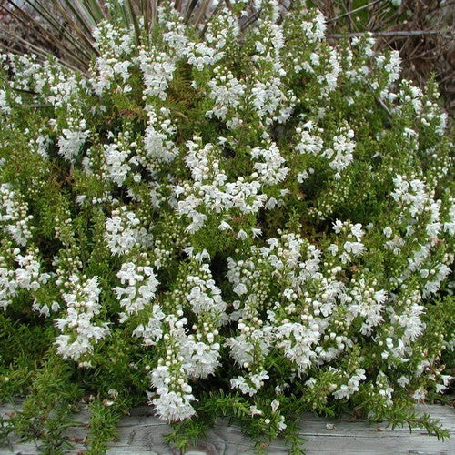 Bonenkruid, Kruipend