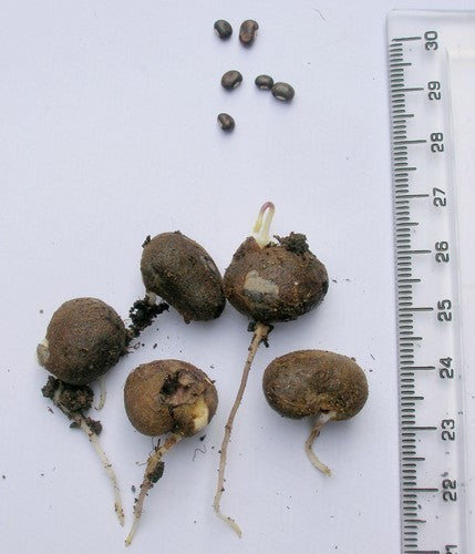 Bospinda