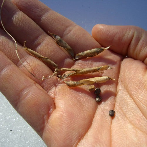 Bospinda
