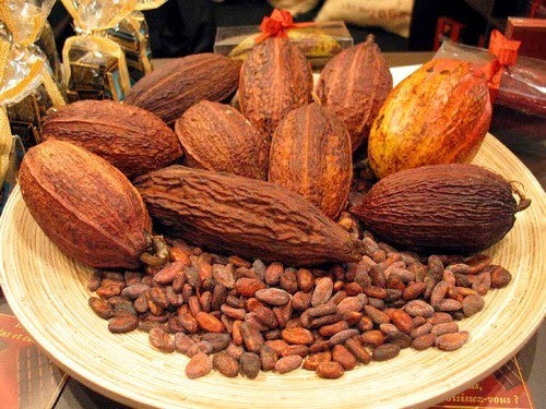 Cacaoboom