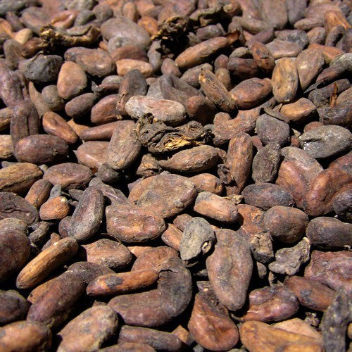 Cacaoboom