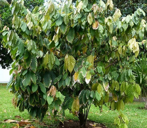 Cacaoboom