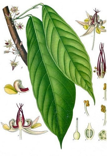 Cacaoboom
