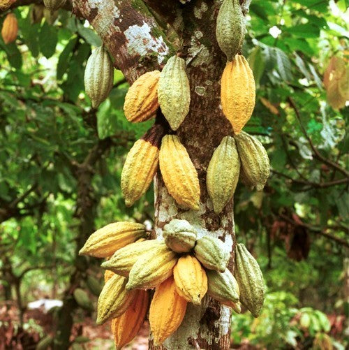 Cacaoboom
