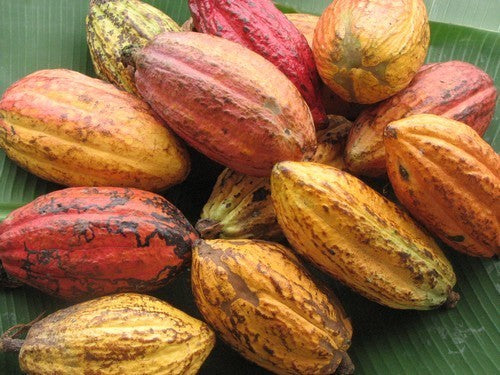 Cacaoboom