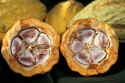 Cacaoboom