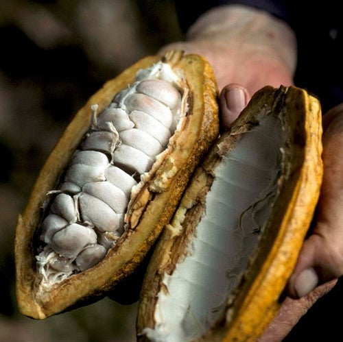 Cacaoboom