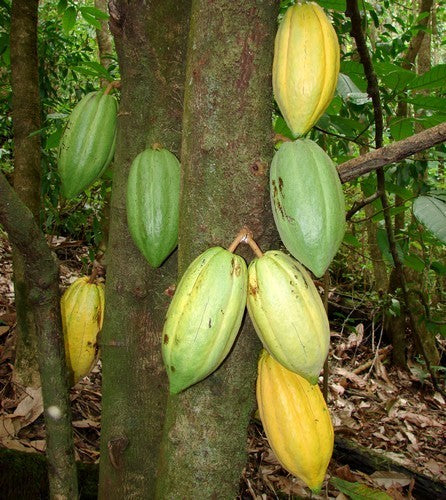 Cacaoboom