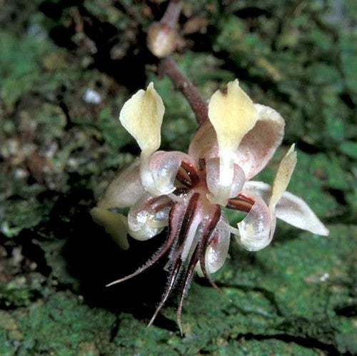 Cacaoboom