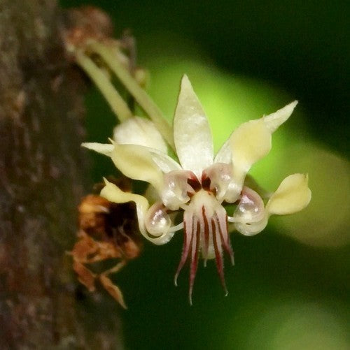 Cacaoboom