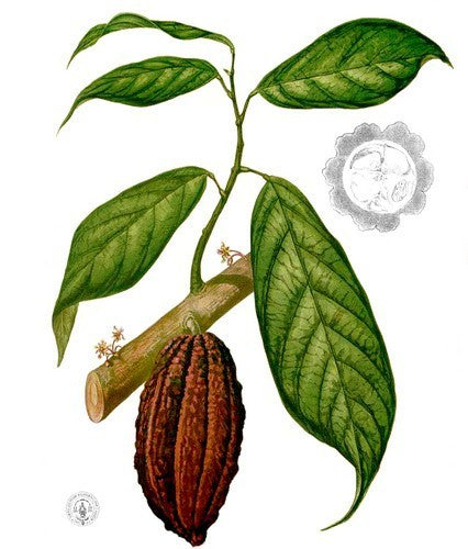 Cacaoboom
